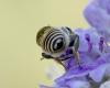237888 – Photo : Bernard Ginesy – France (13)